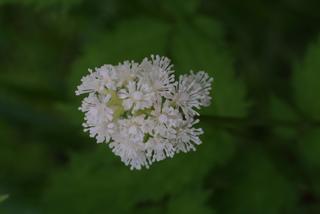 Actaea pachypoda, inflorescence - frontal view of flower