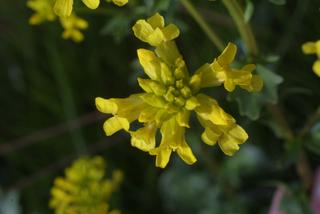 Barbarea vulgaris, inflorescence - whole - unspecified