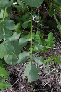 Barbarea vulgaris, leaf - basal or on lower stem