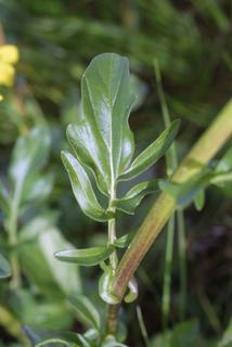 Barbarea vulgaris, leaf - on upper stem