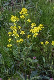 Barbarea vulgaris, whole plant - in flower - general view