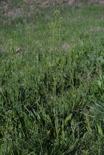 Capsella bursa-pastoris, whole plant - in flower - general view