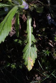 Erigeron philadelphicus, leaf - basal or on lower stem