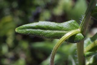 Erigeron philadelphicus, leaf - on upper stem