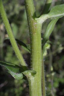 Erigeron philadelphicus, stem - showing leaf bases