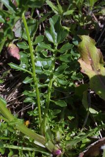 Barbarea verna, leaf - basal or on lower stem