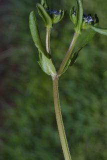 Valerianella radiata, stem - showing leaf bases