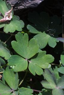Aquilegia canadensis, leaf - on upper stem