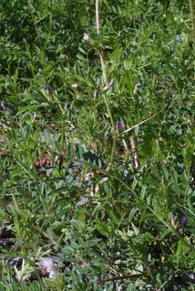 Vicia sativa, whole plant - in flower - general view
