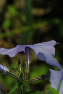 Phlox divaricata, inflorescence - lateral view of flower