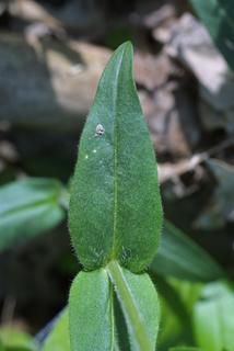 Phlox divaricata, leaf - on upper stem