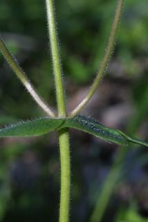 Phlox divaricata, stem - showing leaf bases