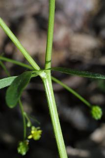 Ranunculus abortivus, stem - showing leaf bases