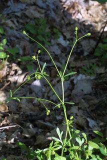 Ranunculus abortivus, whole plant - in flower - general view