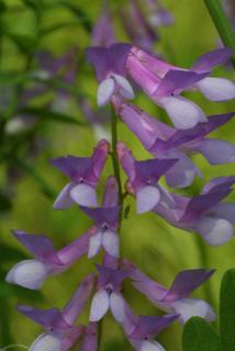 Vicia villosa, inflorescence - frontal view of flower