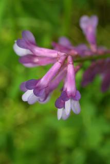Vicia villosa, inflorescence - lateral view of flower