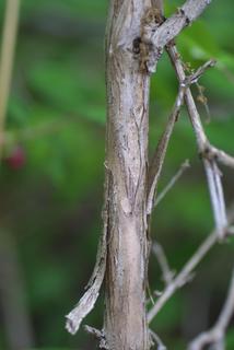 Lonicera fragrantissima, bark - of a small tree or small branch