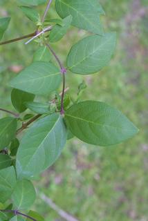 Lonicera fragrantissima, leaf - showing orientation on twig