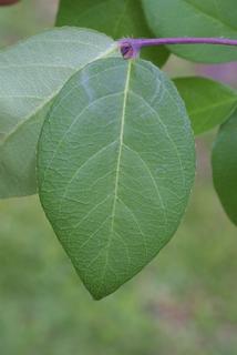 Lonicera fragrantissima, leaf - whole upper surface