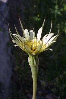 Tragopogon dubius, inflorescence - whole - unspecified
