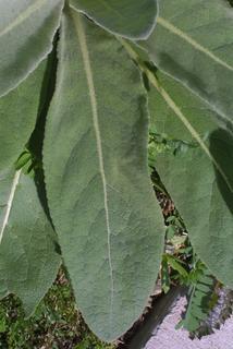 Verbascum thapsus, leaf - basal or on lower stem