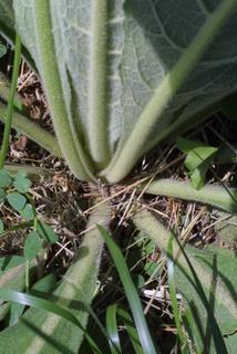 Verbascum thapsus, stem - showing leaf bases