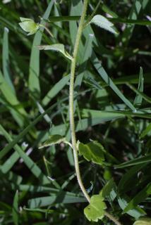 Veronica hederifolia, stem - showing leaf bases