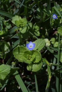 Veronica hederifolia, whole plant - in flower - general view