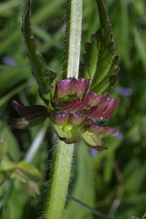 Salvia lyrata, fruit - as borne on the plant