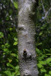 Forestiera ligustrina, bark - of a small tree or small branch