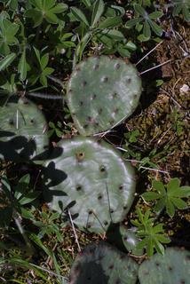 Opuntia humifusa, whole plant - unspecified