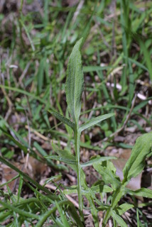 Centaurea cyanus, leaf - basal or on lower stem