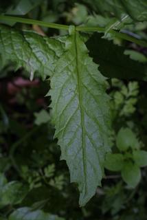Iodanthus pinnatifidus, leaf - on upper stem