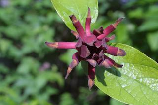 Calycanthus floridus, inflorescence - frontal view of flower