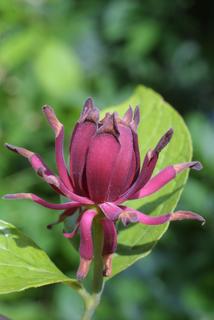 Calycanthus floridus, inflorescence - lateral view of flower