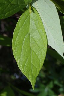 Calycanthus floridus, leaf - whole upper surface