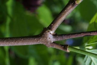 Calycanthus floridus, twig - winter overall