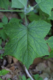 Hydrophyllum appendiculatum, leaf - basal or on lower stem