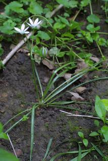 Ornithogalum umbellatum, whole plant - in flower - general view