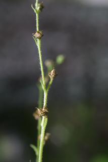 Saxifraga virginiensis, fruit - as borne on the plant