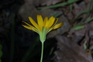 Krigia dandelion, inflorescence - whole - unspecified