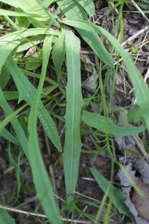 Krigia dandelion, leaf - basal or on lower stem