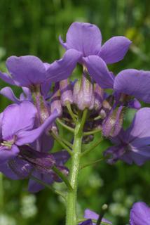 Hesperis matronalis, inflorescence - lateral view of flower