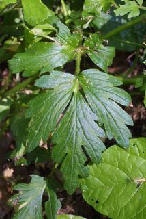 Phacelia bipinnatifida, leaf - basal or on lower stem