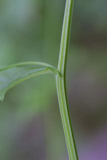 Iodanthus pinnatifidus, stem - showing leaf bases