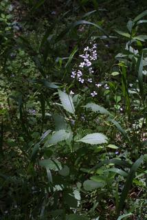 Iodanthus pinnatifidus, whole plant - in flower - general view
