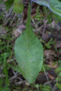 Penstemon tenuiflorus, leaf - basal or on lower stem