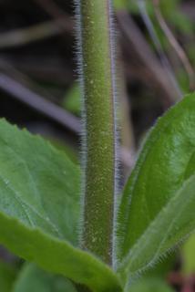 Penstemon tenuiflorus, stem - showing leaf bases