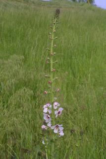 Verbascum blattaria, inflorescence - whole - unspecified