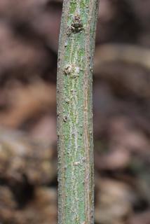Euonymus atropurpureus, bark - of a small tree or small branch
